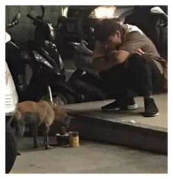 怎么给宠物狗做罐头吃的