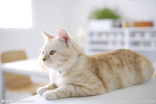 宠物猫变家猫怎么养活
