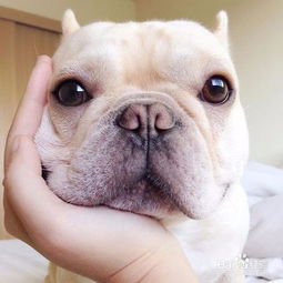 繁殖宠物狗怎么样养好看