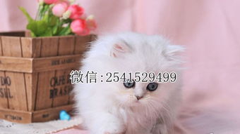 小宠物猫怎么卖