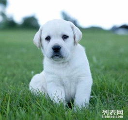 宠物狗拉条虫怎么办啊