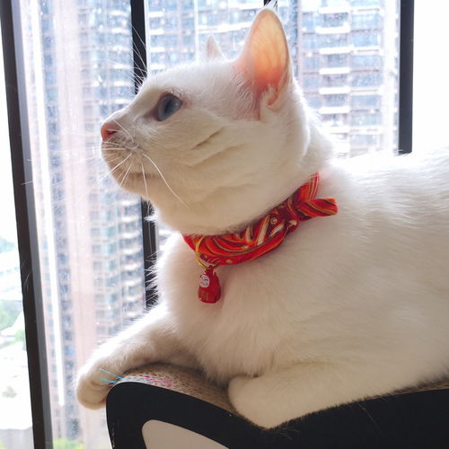 宠物猫怎么戴项圈