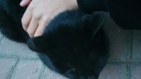 怎么给宠物狗买猫粮吃