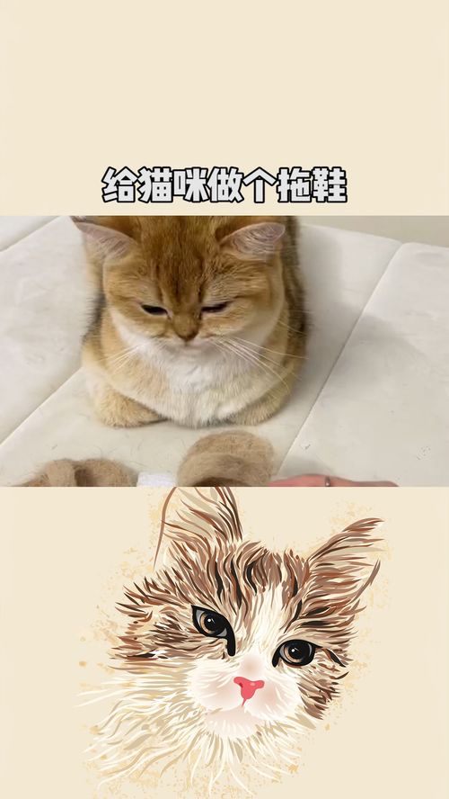 怎么给宠物猫做鞋子
