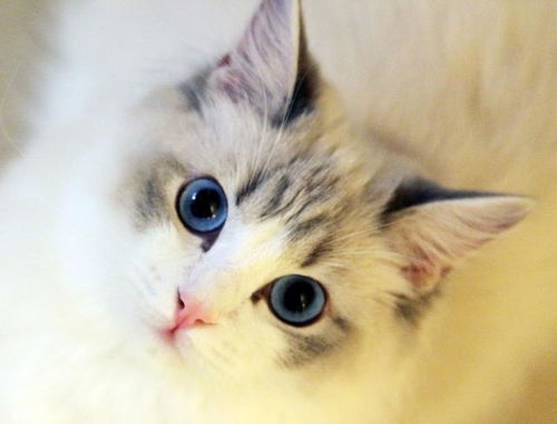 怎么挑好宠物猫呢