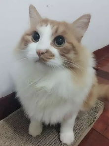 宠物猫不好看怎么办呀