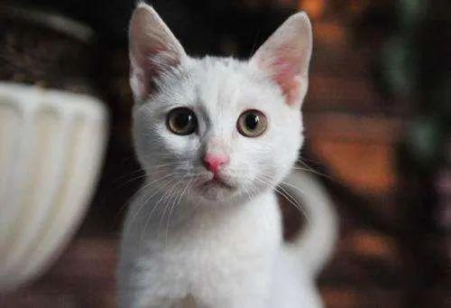 商场怎么买宠物猫的