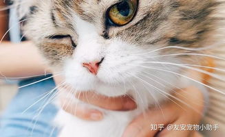 宠物猫怎么判断健康
