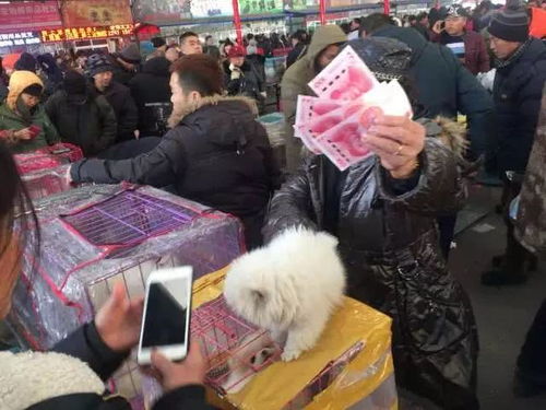怎么从中国进口宠物狗到美国