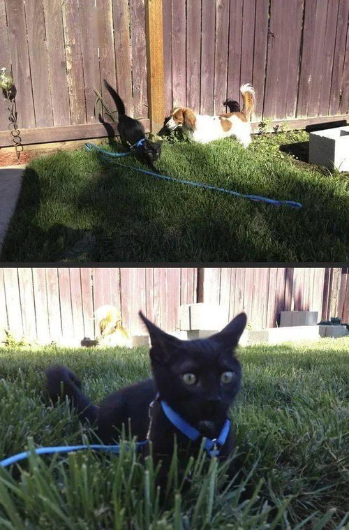 家养一堆宠物猫怎么办