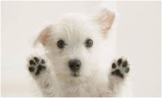 宠物狗甩耳朵怎么回事儿