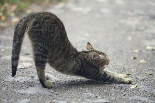 怎么做家庭宠物猫