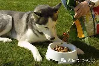 小狗一天喂多少狗粮