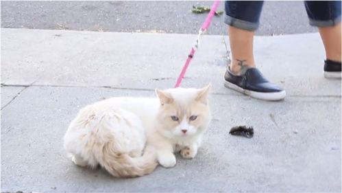 怎么带宠物猫出门