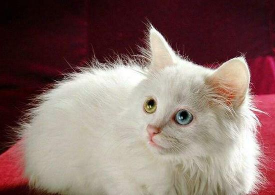 宠物猫怎么梳绒毛