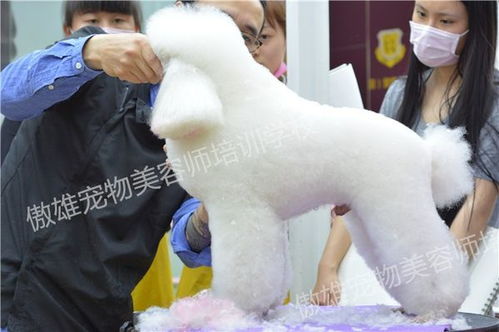 给大狗剪毛多少钱