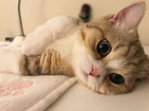 宠物猫咪短腿猫怎么养