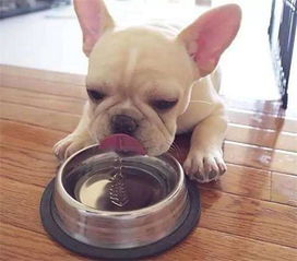 狗狗打针多少钱一针