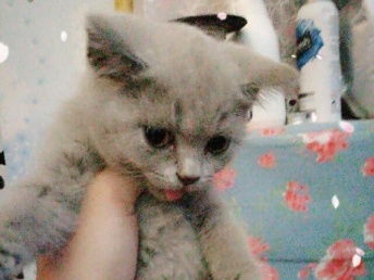 宠物猫怎么带孩子