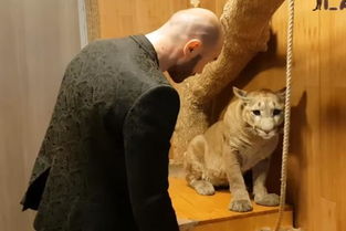 宠物猫大猫怎么卖掉呢