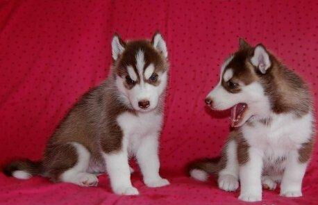 哈士奇幼犬多少钱一只