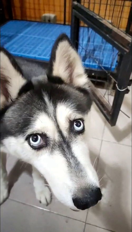 宠物狗要怎么看纯不纯的