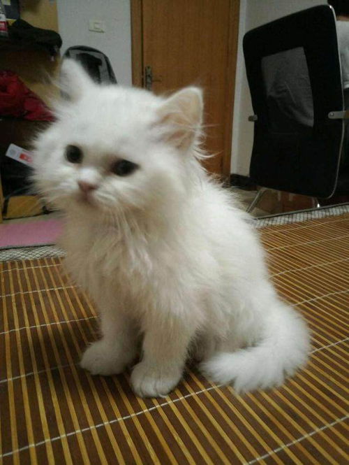 怎么给小孩买宠物猫