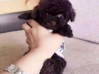 泰迪狗拔牙多少钱