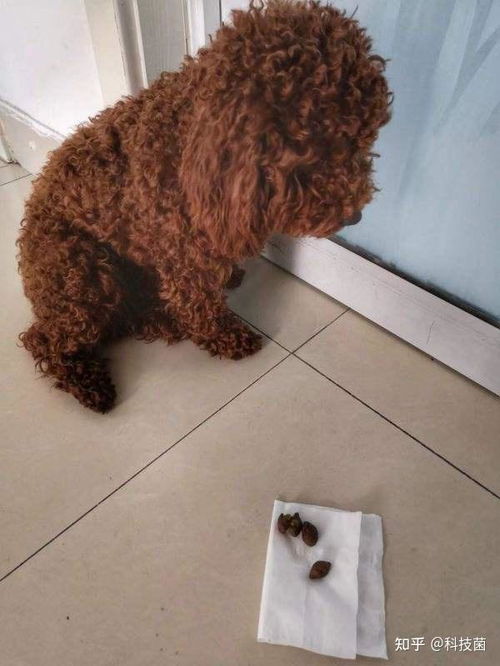 宠物狗乱拉屎尿怎么办