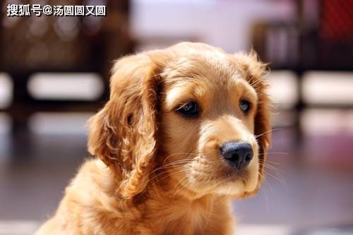 金毛犬咬宠物狗怎么办啊
