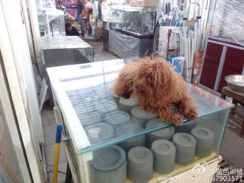 养过的宠物狗怎么卖了呢