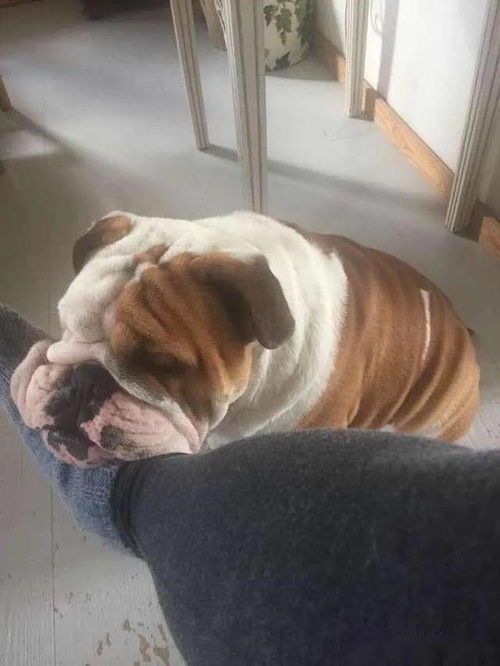 给宠物狗做围栏怎么做的