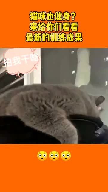 宠物猫怎么健身训练
