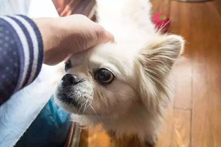 要回老家宠物狗怎么办理