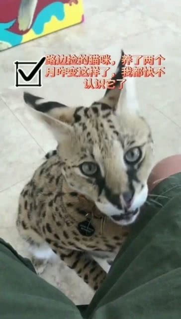 捡的宠物猫怎么喂