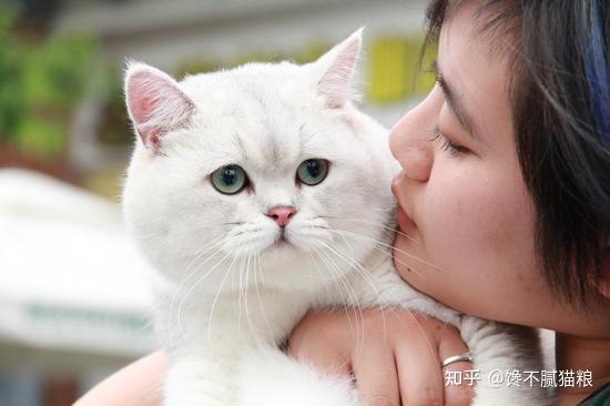 宠物猫身上臭怎么解决