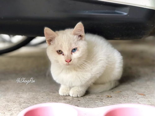 南京怎么领养宠物猫