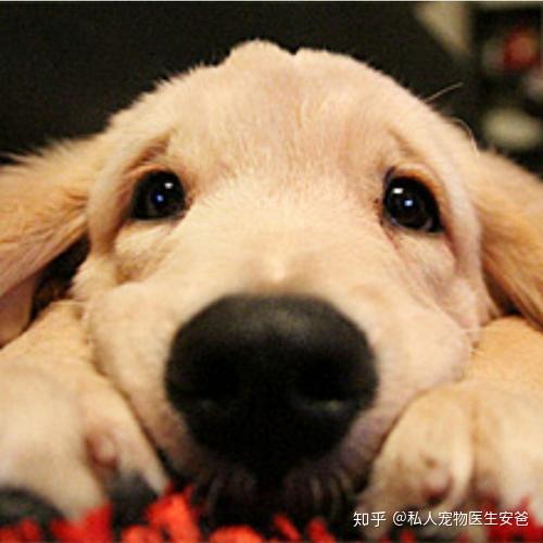宠物狗怎么看是生病了吗