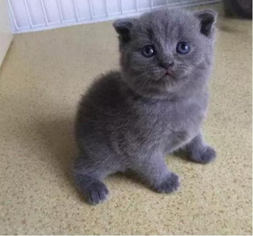 怎么攒钱买宠物猫