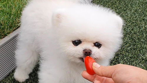 宠物狗幼犬零食怎么做的