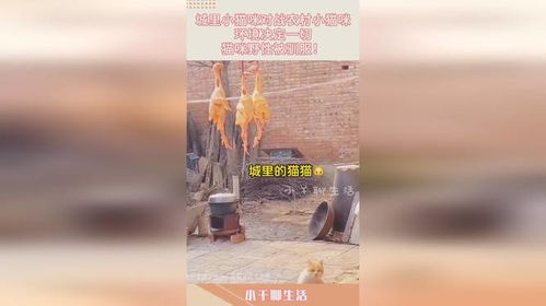 宠物猫野性怎么驯服的