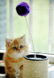 怎么制造小宠物猫