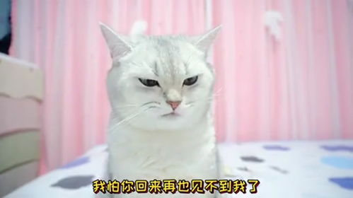 在家怎么隔离宠物猫