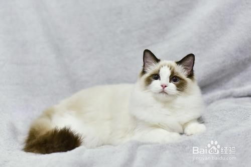 怎么挑选合适的宠物猫