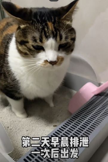 怎么买新春宠物猫