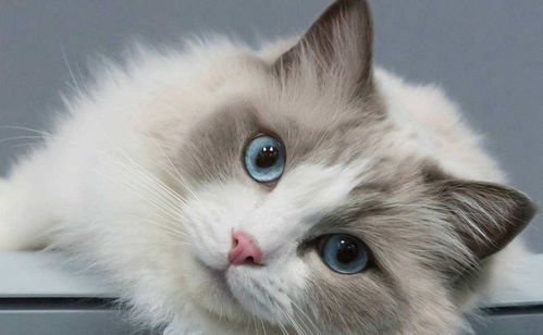在城市里怎么买宠物猫