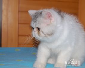 宠物猫的怎么养