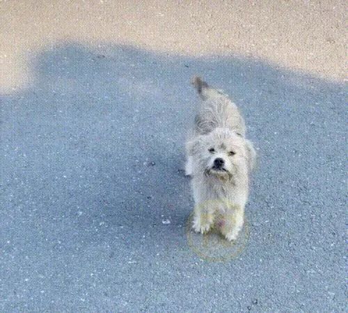 当宠物狗碰上流浪狗怎么办
