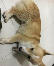 家养宠物狗抓痕怎么办啊
