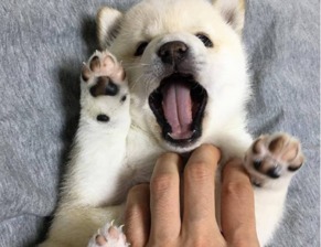 宠物狗的腿怎么才不瘸呢